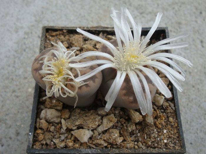 Lithops karasmontana ssp. bella  (NE Br.) DT Cole 1922