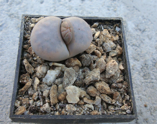 Lithops karasmontana var. aiaisensis    (HW de Boer) DT Cole 1964 - Genul Lithops