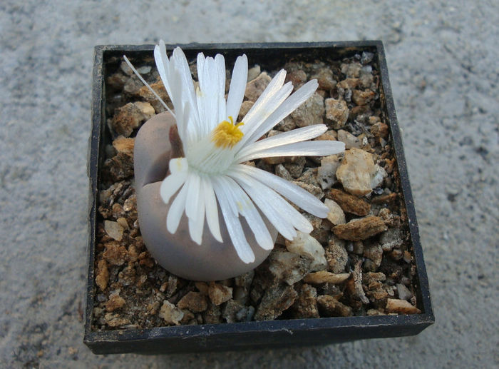 Lithops karasmontana var. aiaisensis   (HW de Boer) DT Cole 1964 - Genul Lithops