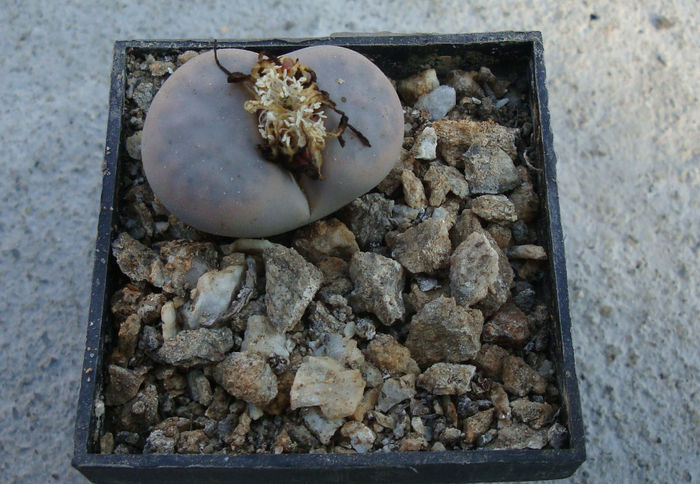 Lithops karasmontana var. aiaisensis (HW de Boer) DT Cole 1964 - Genul Lithops