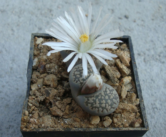 Lithops lesliei      (NE Br.) NE Br. 1912 - Genul Lithops