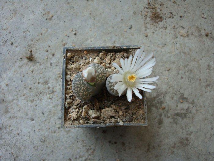 Lithops lesliei     (NE Br.) NE Br. 1912 - Genul Lithops