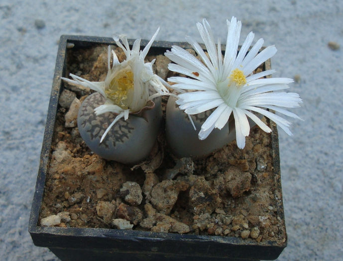 Lithops lesliei    (NE Br.) NE Br. 1912 - Genul Lithops