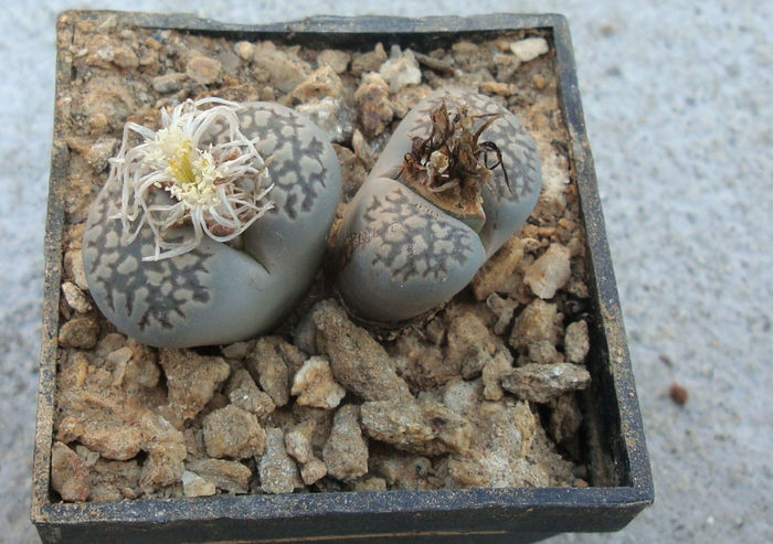 Lithops lesliei (NE Br.) NE Br. 1912 - Genul Lithops