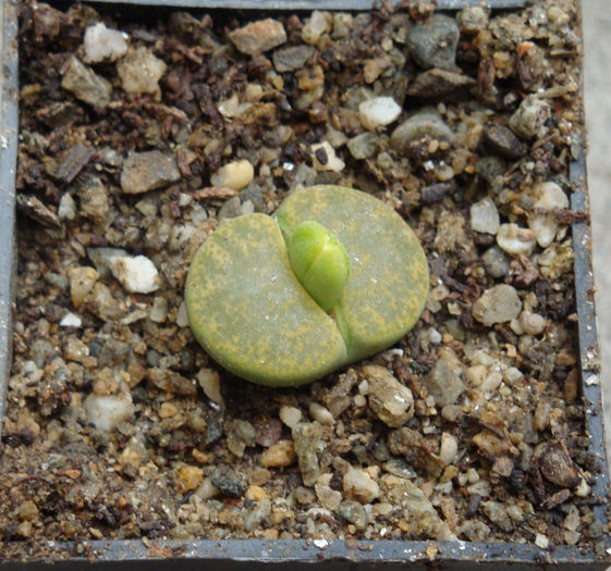 Lithops lesliei cv. - Genul Lithops