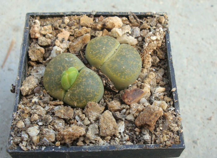 Lithops lesliei cv. - Genul Lithops