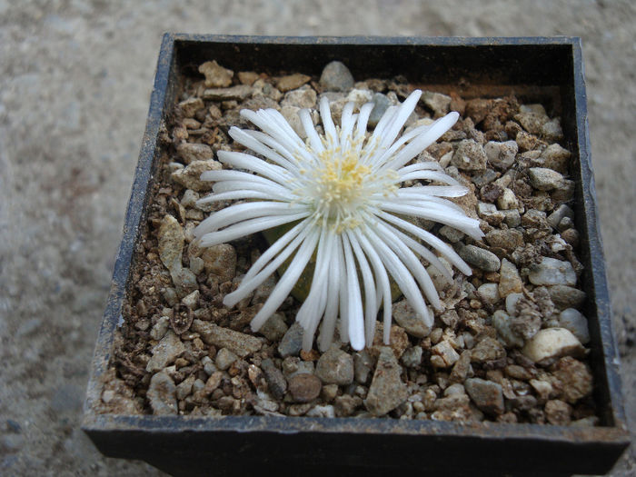 Lithops lesliei cv.