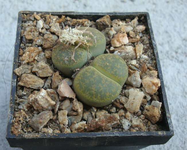 Lithops lesliei cv.