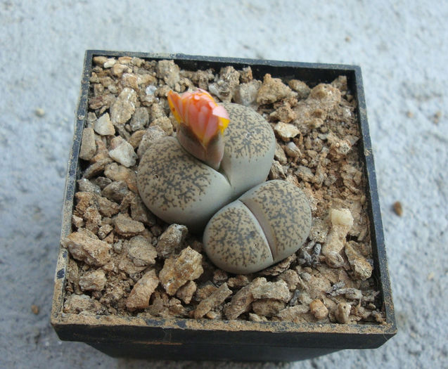 Lithops lesliei var. venteri    Boer & BK Boom 1940 - Genul Lithops