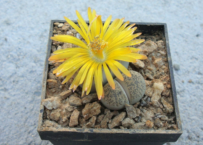 Lithops lesliei var. venteri  Boer & BK Boom 1940