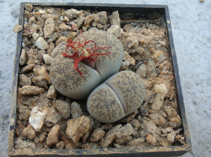 Lithops lesliei var. venteri Boer & BK Boom 1940