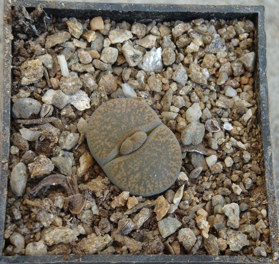 Lithops lesliei var. venteri