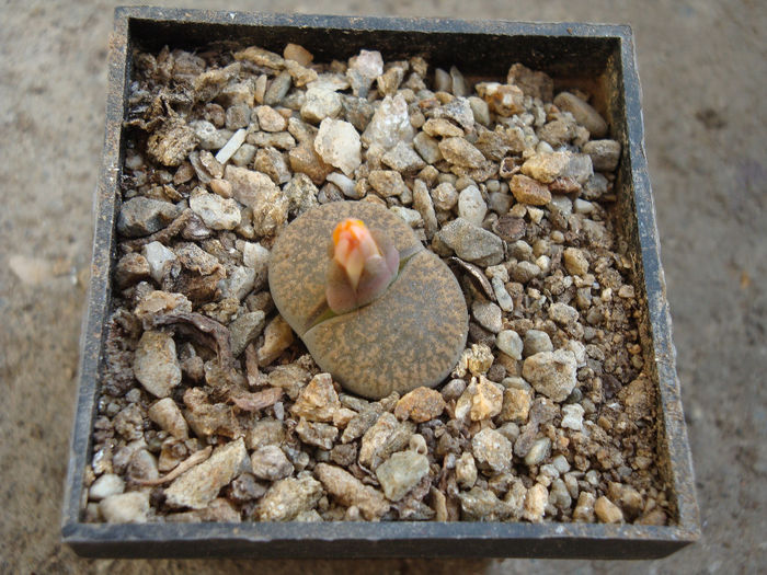 Lithops lesliei var. venteri
