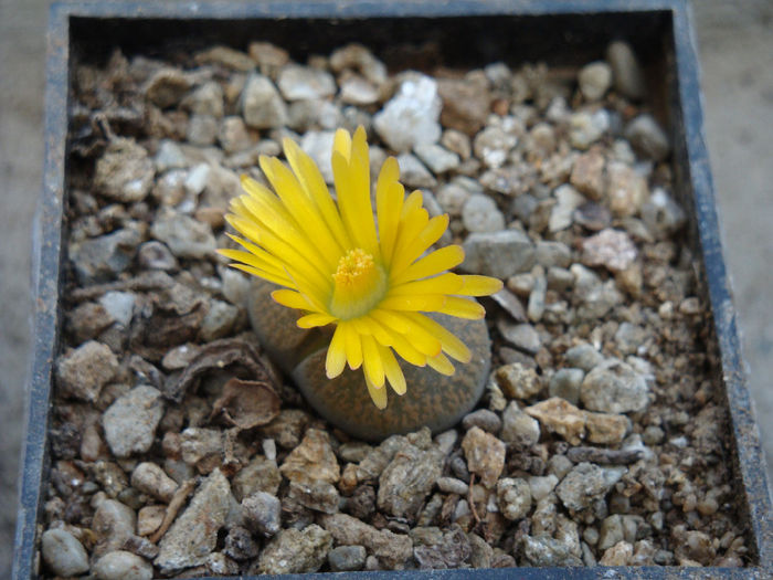 Lithops lesliei var. venteri