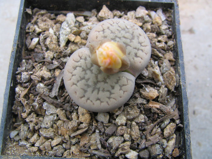 Lithops marmorata       (NE Br.) NE Br.1920