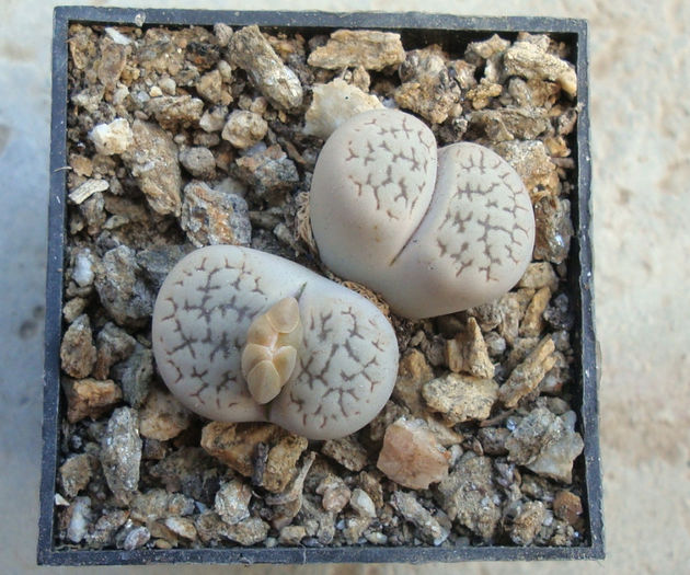 Lithops marmorata      (NE Br.) NE Br.1920