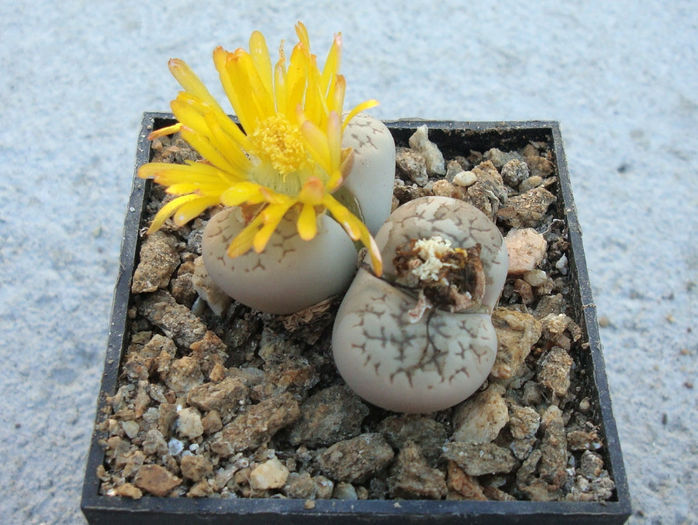 Lithops marmorata   (NE Br.) NE Br.1920