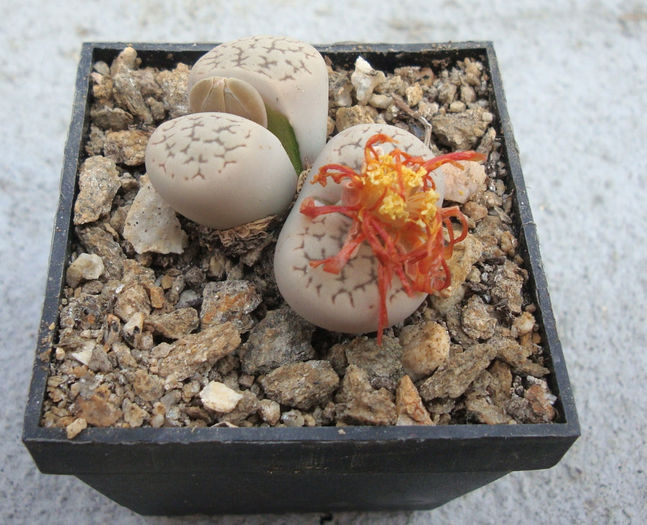 Lithops marmorata  (NE Br.) NE Br.1920