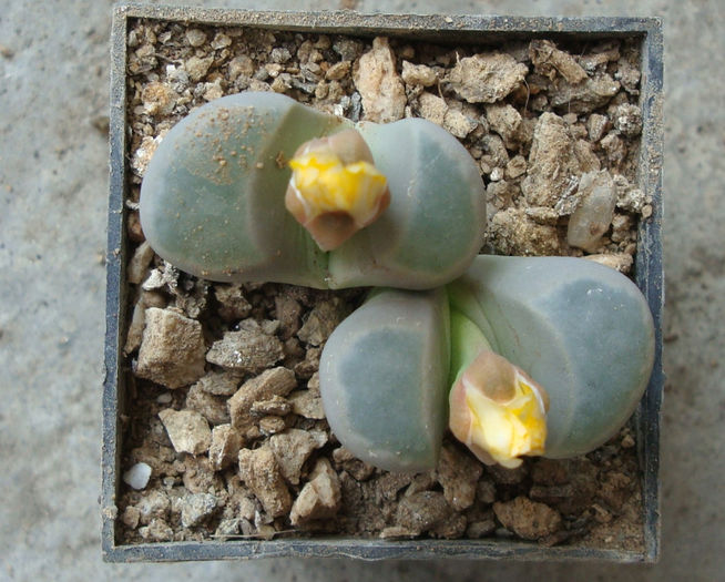 Lithops meyeri   L. Bol.1932
