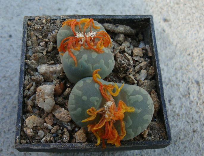 Lithops otzeniana GC Nel 1937