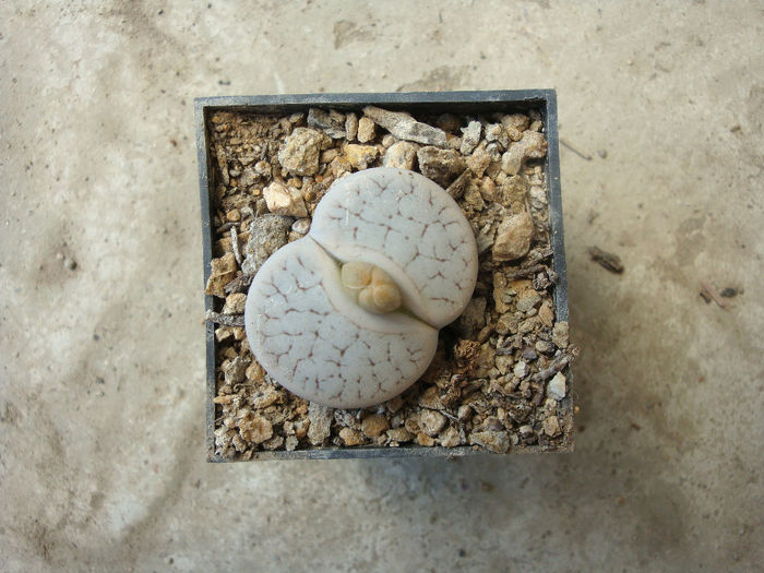 Lithops pseudotruncatella     (Marl.) Ne Br.1908