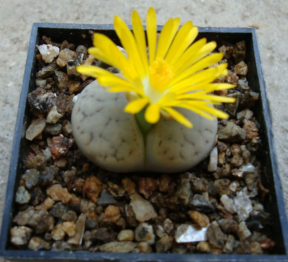 Lithops pseudotruncatella  (Marl.) Ne Br.1908