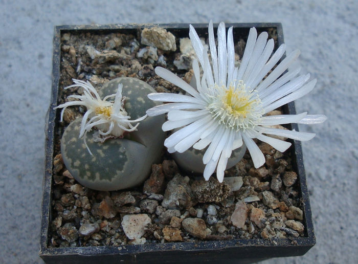 Lithops salicola  L. Bol. 1936