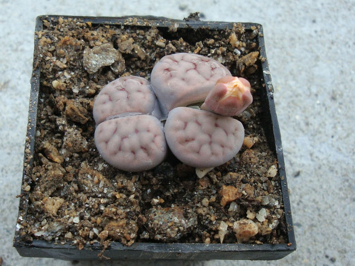 Lithops schwantesii    cv. ,,Blue Moon%u2019%u2019