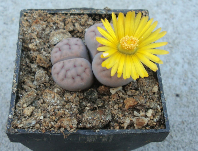 Lithops schwantesii   cv. ,,Blue Moon%u2019%u2019