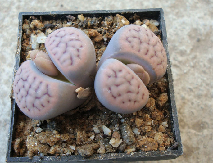 Lithops schwantesii var. rugosa    (Dint.) HW de Boer & BK Boom 1928