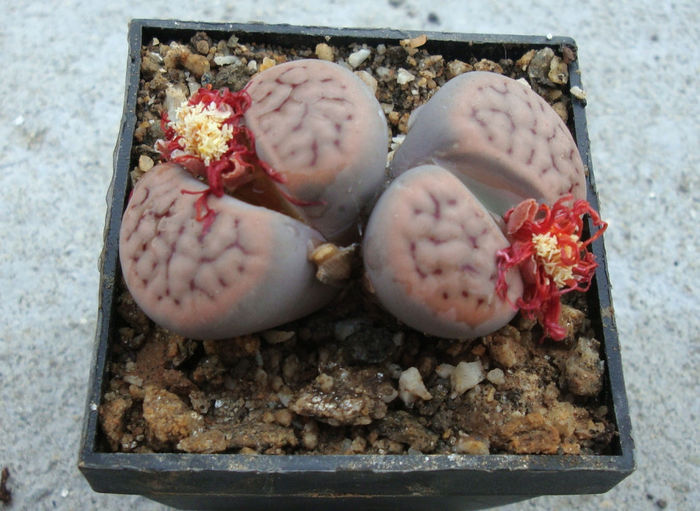 Lithops schwantesii var. rugosa (Dint.) HW de Boer & BK Boom 1928 - Genul Lithops