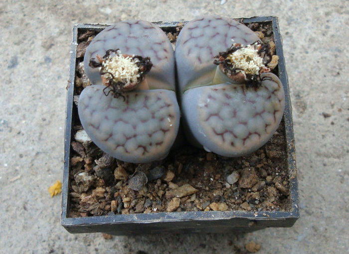 Lithops schwantesii var. urikosensis  (Dint.) HW de Boer & BK Boom (1928)