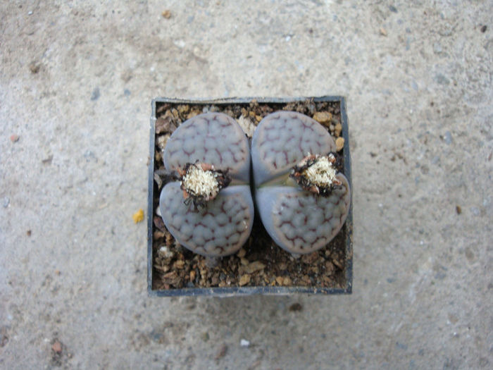 Lithops schwantesii var. urikosensis (Dint.) HW de Boer & BK Boom (1928)