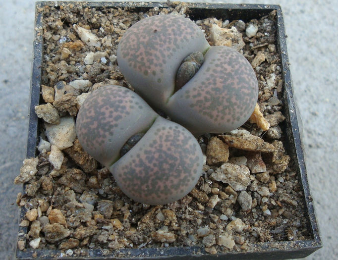 Lithops terricolor        NE Br.1922 - Genul Lithops