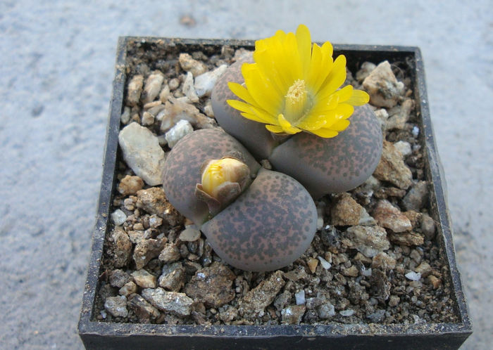 Lithops terricolor       NE Br.1922 - Genul Lithops