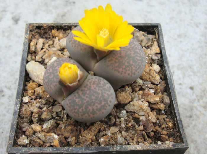 Lithops terricolor      NE Br.1922 - Genul Lithops