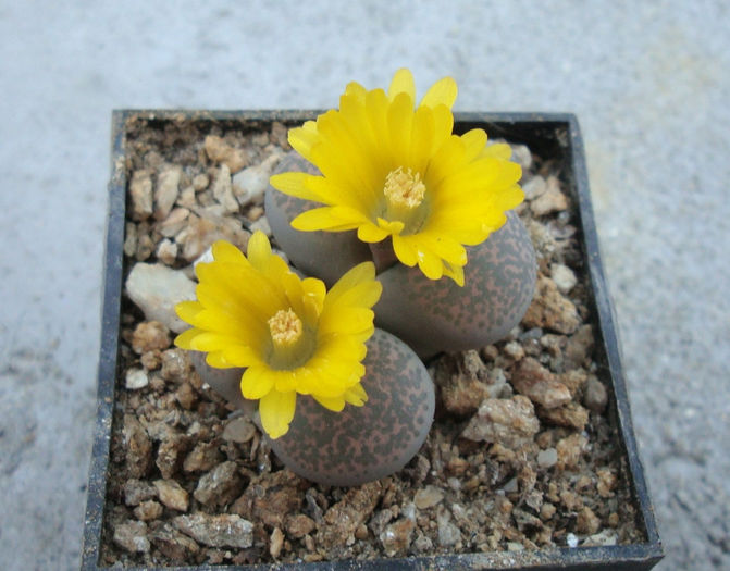 Lithops terricolor     NE Br.1922 - Genul Lithops