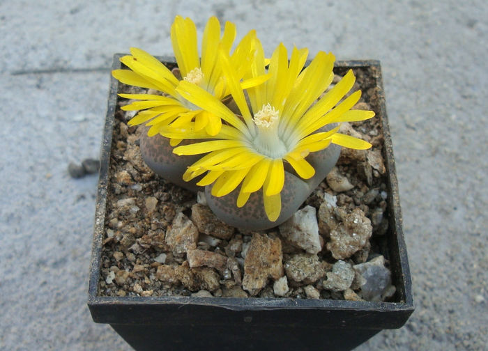 Lithops terricolor    NE Br.1922 - Genul Lithops