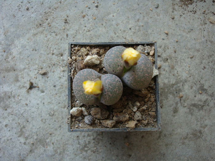 Lithops terricolor - Genul Lithops