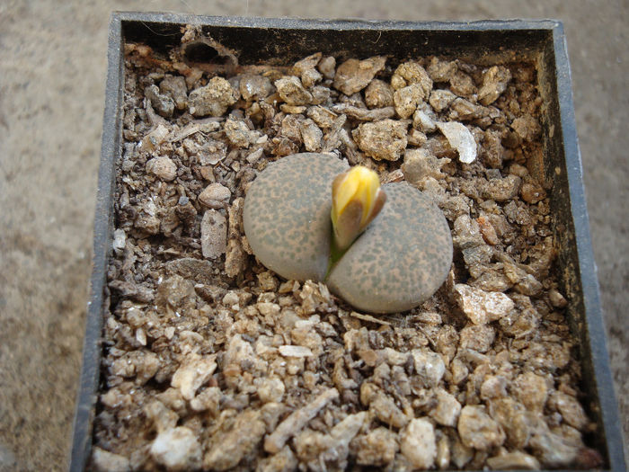 Lithops terricolor - Genul Lithops