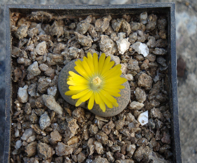 Lithops terricolor - Genul Lithops