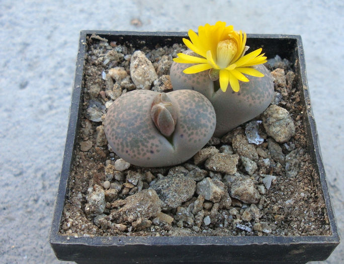 Lithops terricolor - Genul Lithops