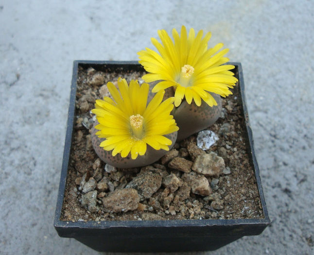 Lithops terricolor - Genul Lithops