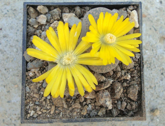 Lithops terricolor - Genul Lithops