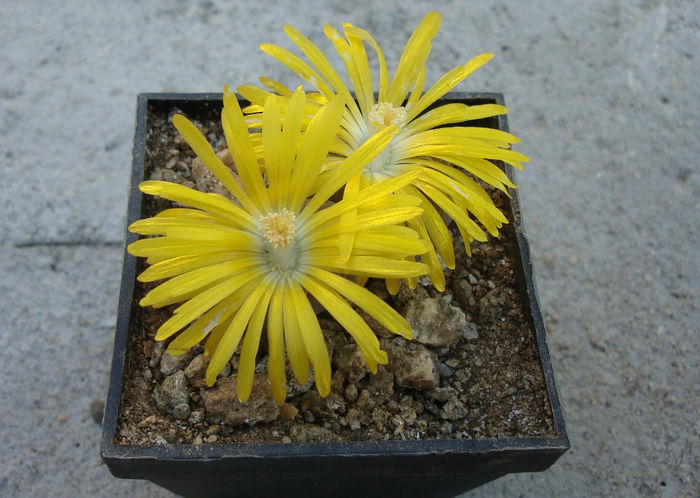 Lithops terricolor - Genul Lithops