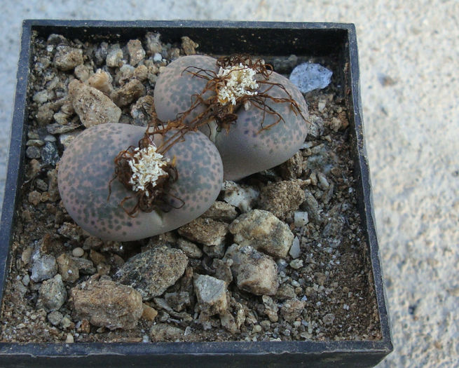 Lithops terricolor - Genul Lithops