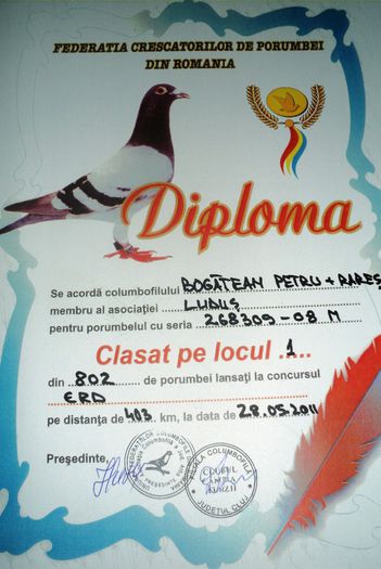 268309-08 (2) - Cupe si Diplome