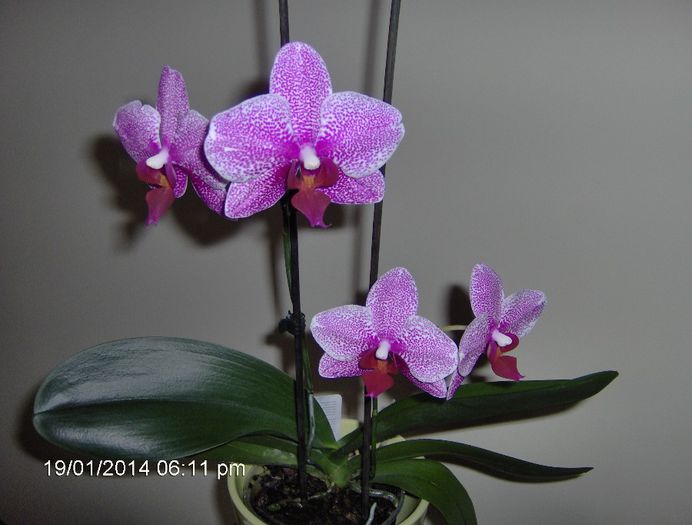 Pistruiata mea 22.01.2014 - Orhidee Phalaenopsis