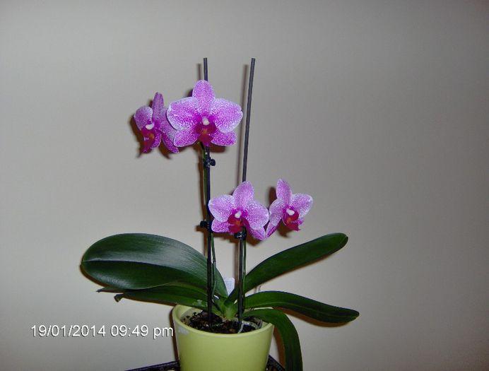 22.01.2014 - Orhidee Phalaenopsis