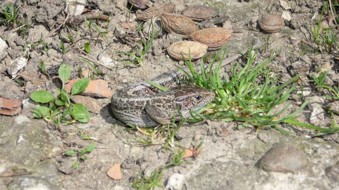 1075382_1389783924576278_1467092150_o